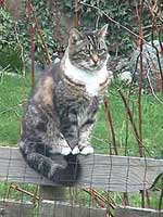 Overseeing the garden